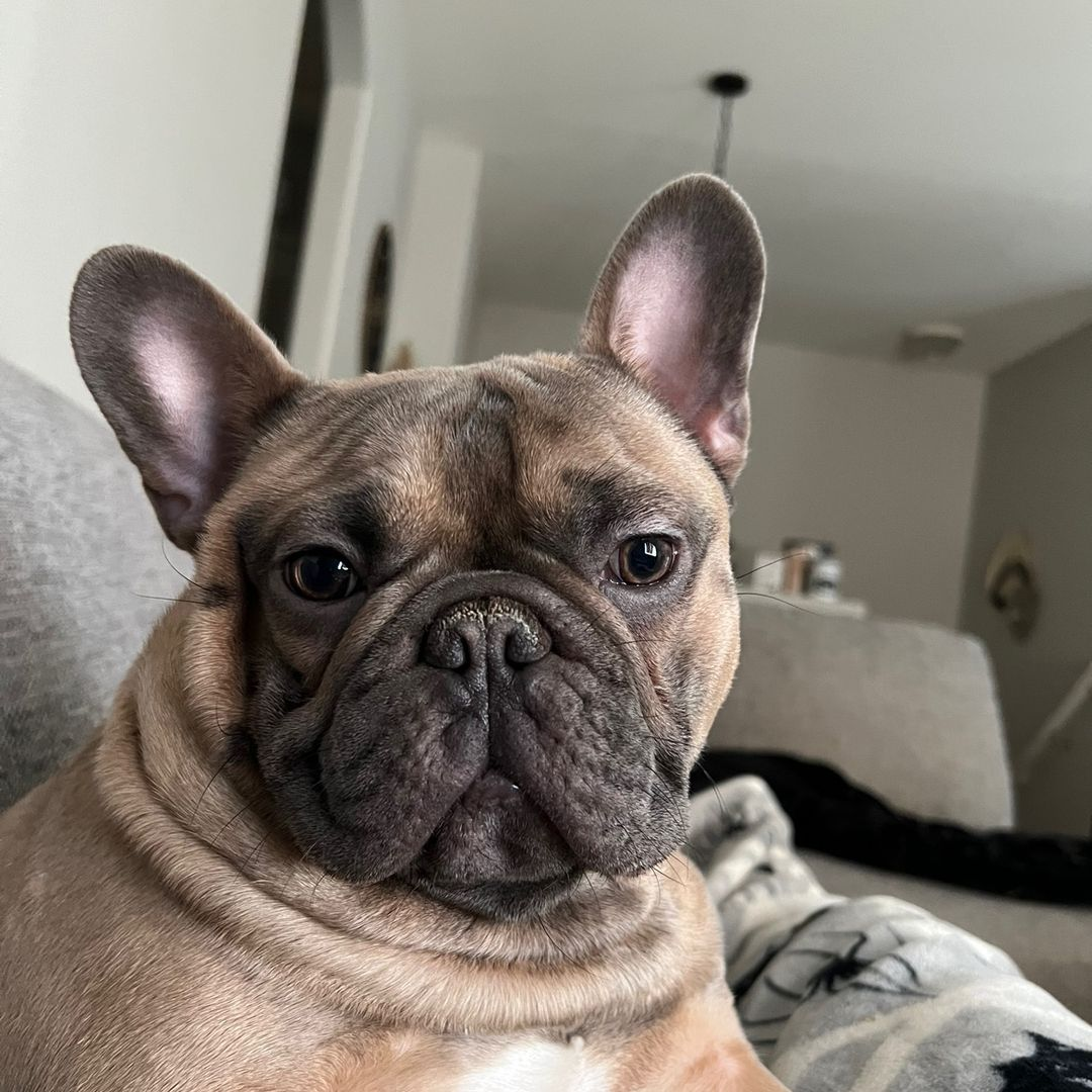 Benito 🐾