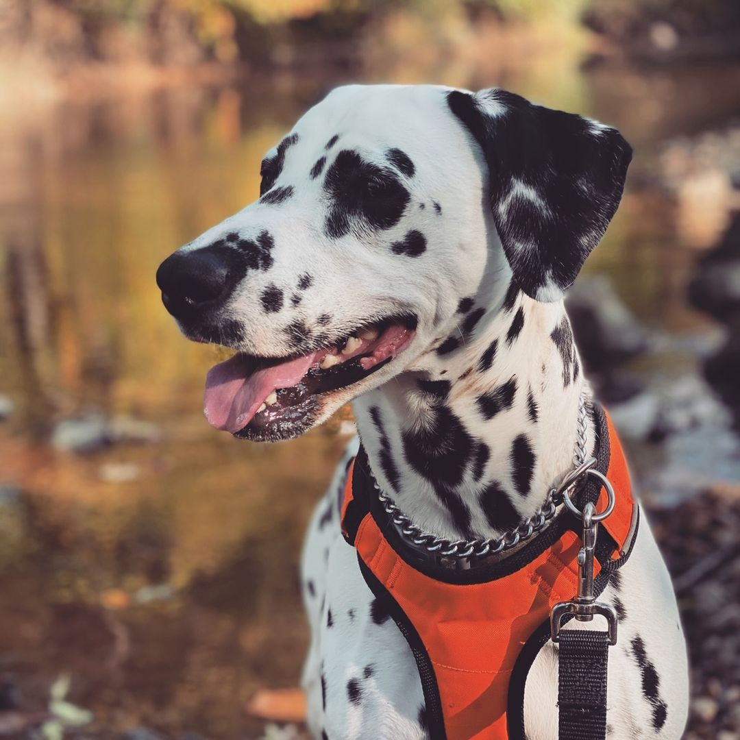 Boujee Dalmatian