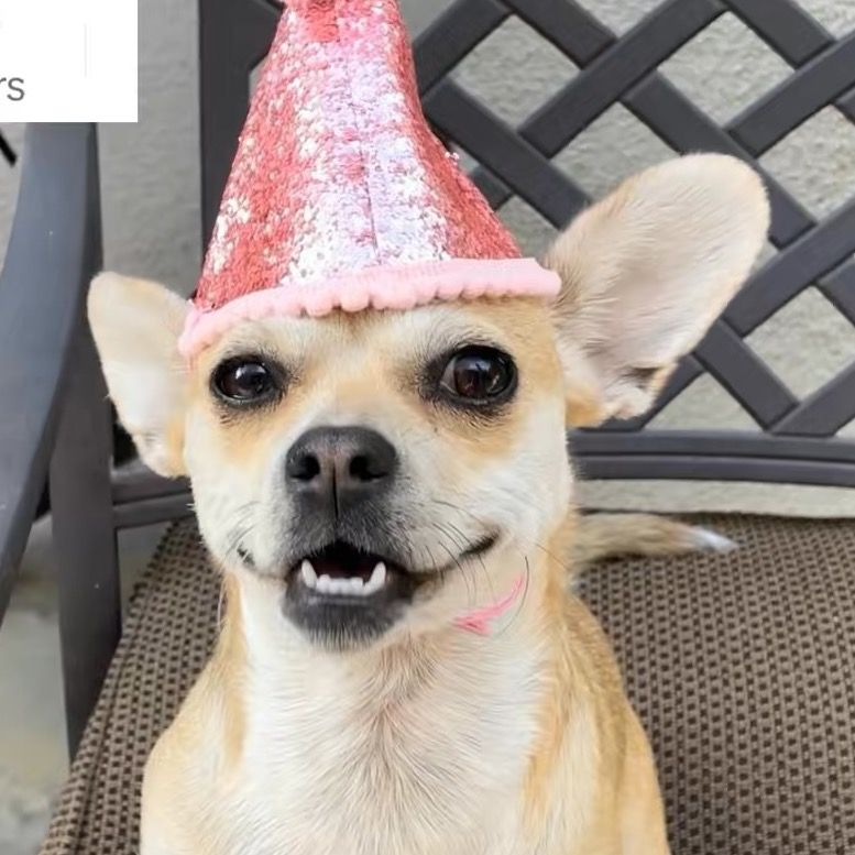 Bambi the Chihuahua 🐕