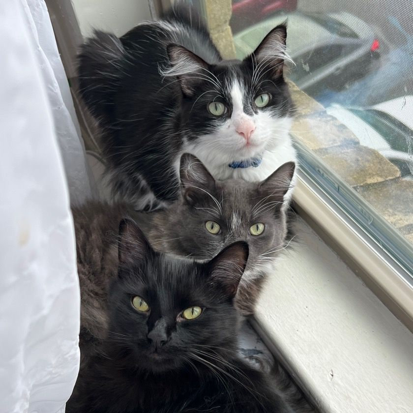 the girls