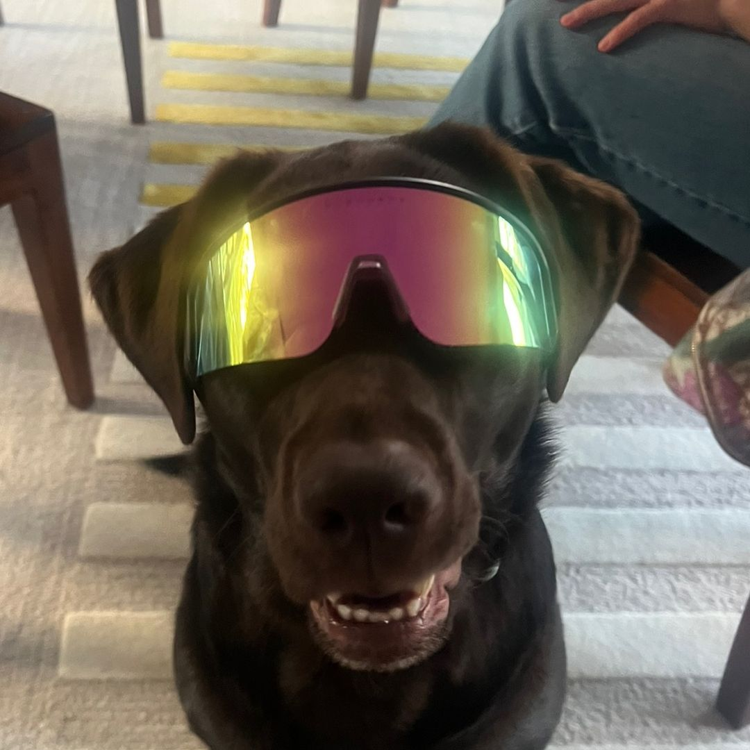billie_the_lab